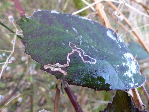 Stigmella sp.